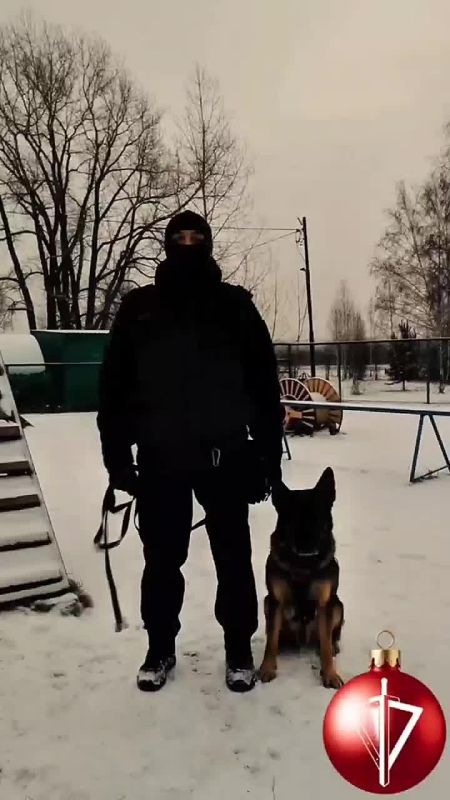 Собаку можно обучить, не прибегая к помощи кинологов