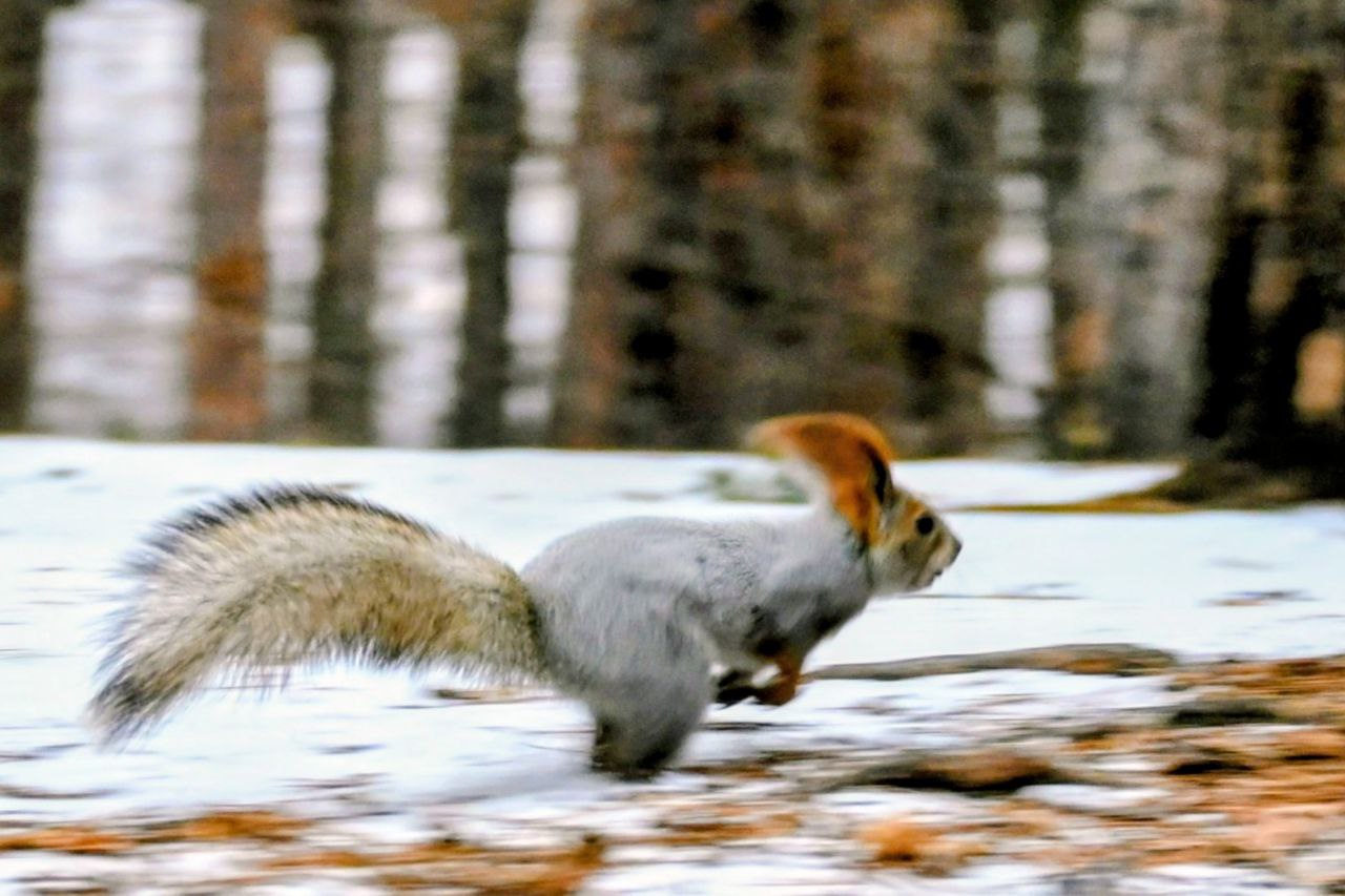 На юге Красноярского края белка показала, как следует проводить новогодние праздники На юге Красноярского края белка показала, как следует проводить новогодние праздники