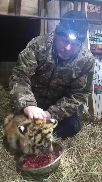 Истощённого тигрёнка, потерявшего семью, спасла супружеская пара в Хабаровском крае
