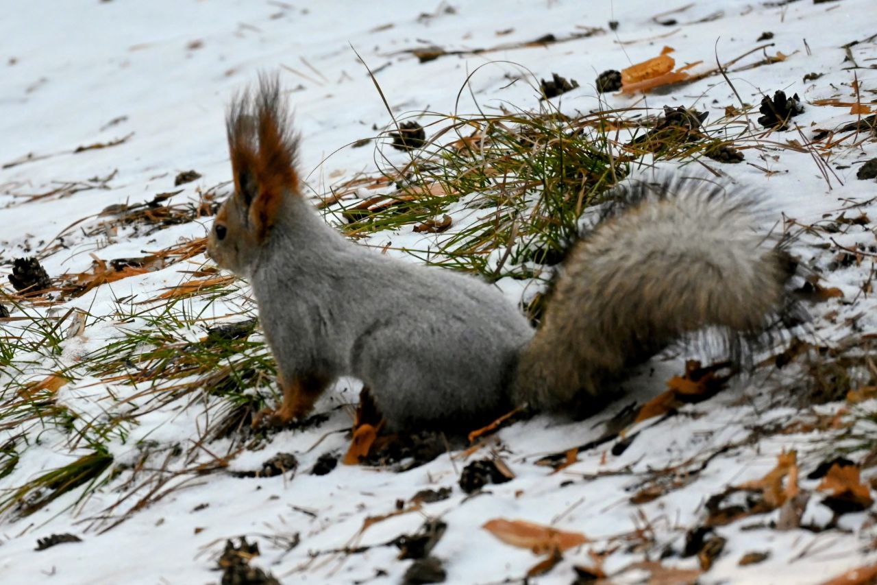 На юге Красноярского края белка показала, как следует проводить новогодние праздники На юге Красноярского края белка показала, как следует проводить новогодние праздники