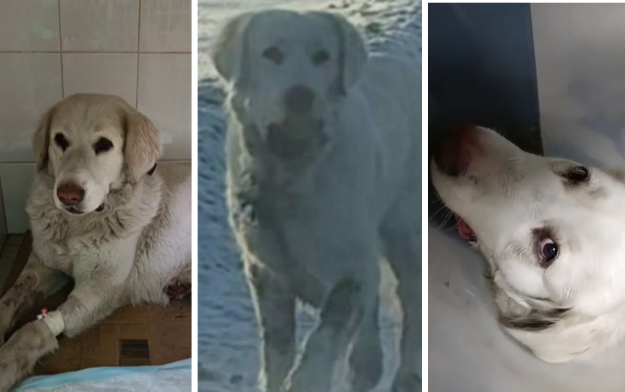 Красноярские волонтеры спасли собаку с консервной банкой в пасти