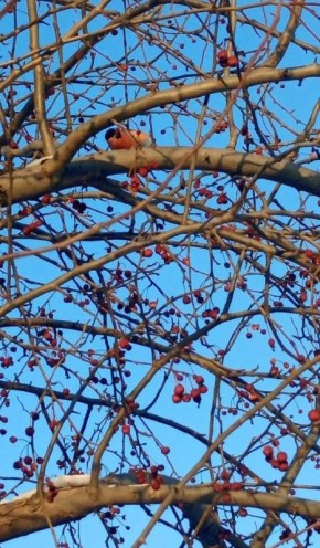 ������� ��������� � ����������