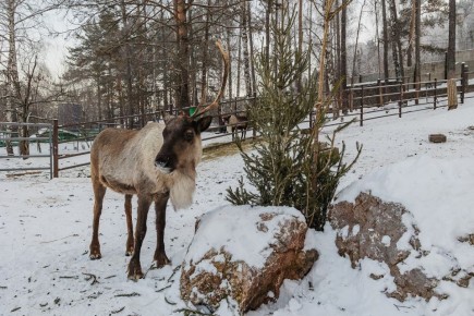 ��������� ������������� ������ ������ �������� ���������� �����