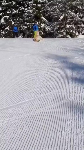 ������ �����?. � �������� ������������ ��� ������� ���������� � ���: ��� �������� ������� �������� �� ��������� ������; � ������� �� 3 ��� ������� ���������� �����, ��� ������ �������� ���������; ����� ������ ����� �� ������...