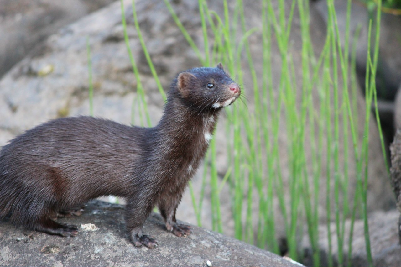 Какая сумасшедшая красота… Эти фото сделаны в Центральносибирском государственном природном биосферном заповеднике, которому исполнился 41 год Какая сумасшедшая красота… Эти фото сделаны в Центральносибирском государственном природном биосферном заповеднике, которому исполнился 41 год