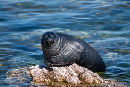 А кто ваше тотемное животное в эти выходные?