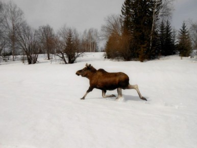 Какая сумасшедшая красота… Эти фото сделаны в Центральносибирском государственном природном биосферном заповеднике, которому исполнился 41 год