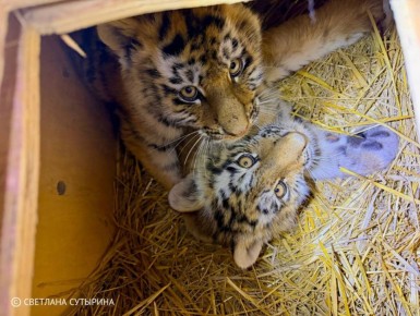 ���� ������, ���������� ��� ����, ������ � ��������