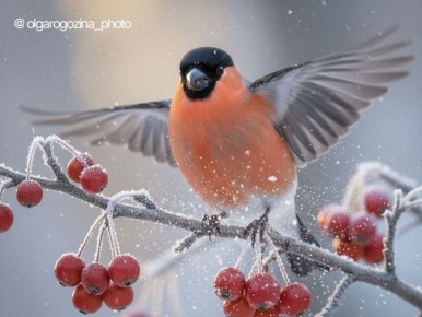 Снегири – украшение зимы. Фото: Ольга Рогозина ТВК