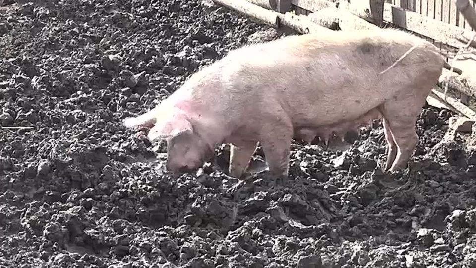 ������ ��� ������ܔ ������� �� �������� ���������� ����������