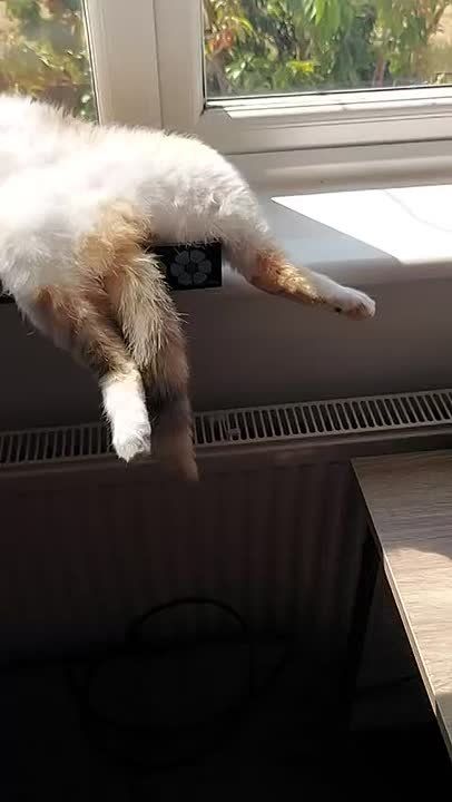 ������ ���� �����������. ���