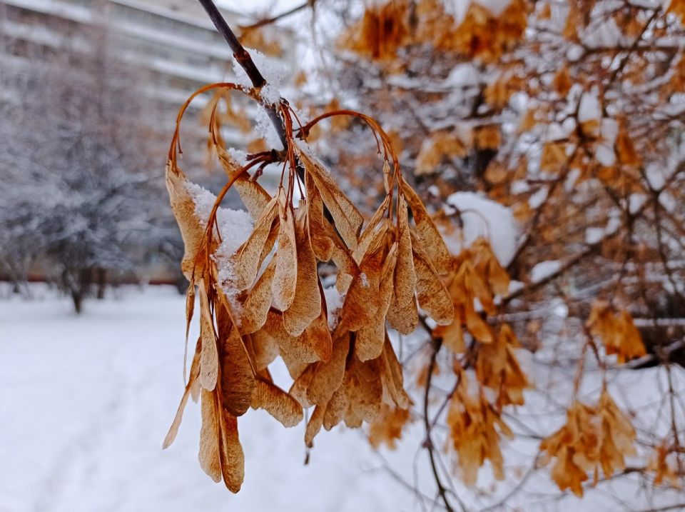 Красноярцев на первой рабочей неделе ожидают 40-градусные морозы