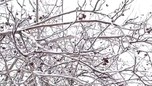 � ����������� ��������� ��������� ������ ����������� ���������