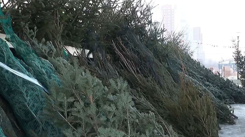 Пункты приема новогодних деревьев открылись в Красноярске