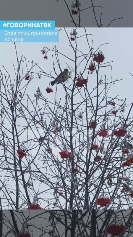 Стая птиц прилетела во двор Красноярска вместе со свиристелями