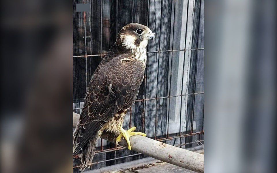 Жительница Канска, у которой полицейские изъяли содержащихся в неволе птиц, стала фигуранткой уголовного дела