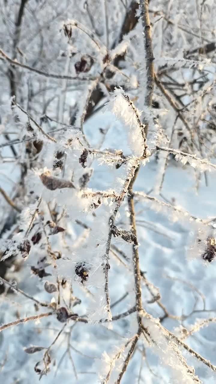 Погода на 14 января. ТВК