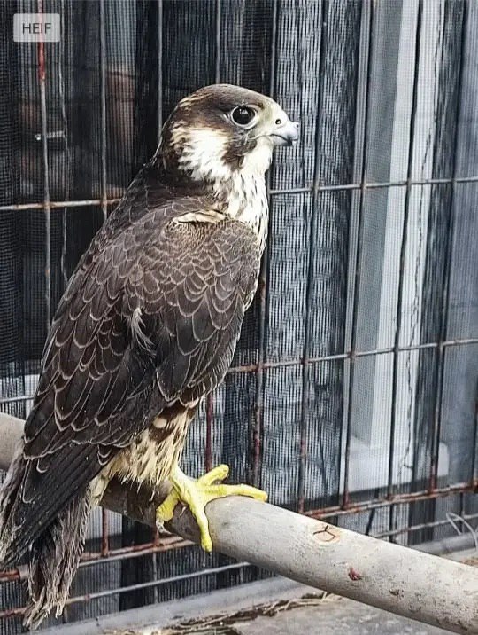 В Канске местная жительница подозревается в незаконном содержании и продаже птицы, занесенной в Красную книгу Российской Федерации В Канске местная жительница подозревается в незаконном содержании и продаже птицы, занесенной в Красную книгу Российской Федерации