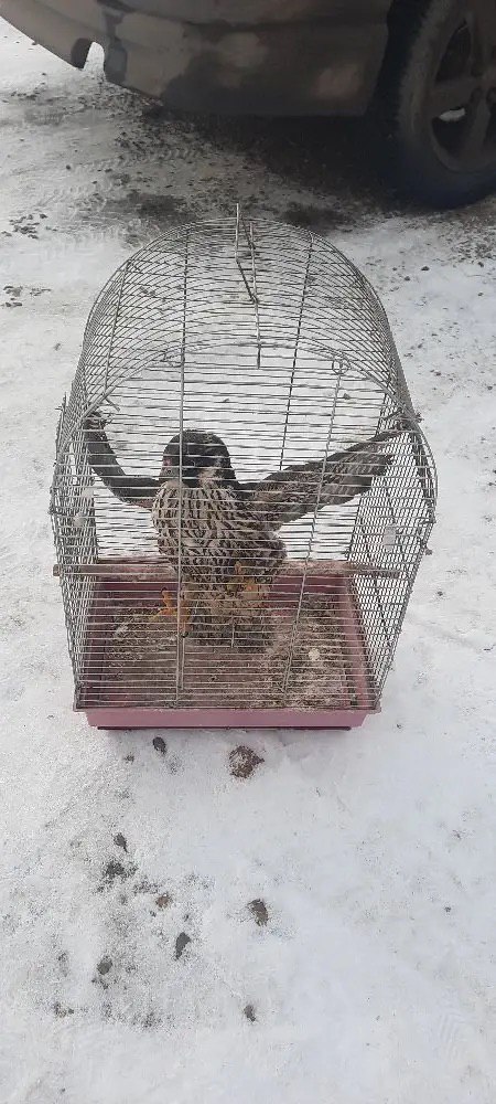 В Канске местная жительница подозревается в незаконном содержании и продаже птицы, занесенной в Красную книгу Российской Федерации