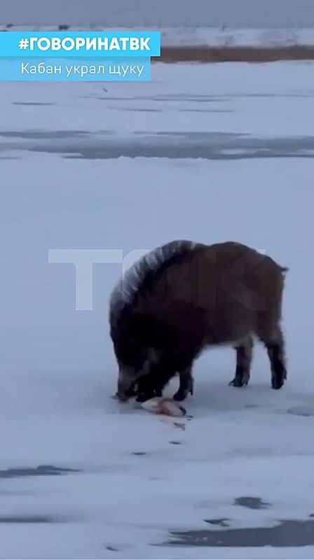 ���������� ������: ����� ��������� ��������� ����