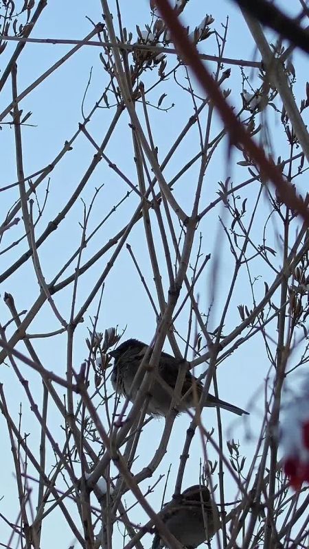 ������ �� 15 ������. ���