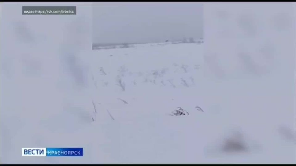 Стая волков кружит возле деревень в Ирбейско-Саянском округе