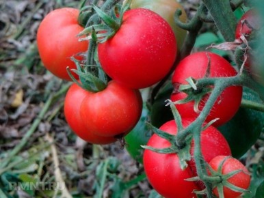 ������ � ����� �������: ������� ������ '���������'