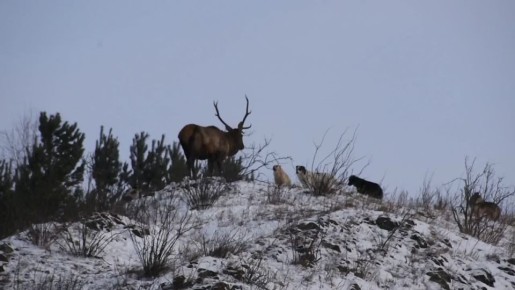 На «Красноярских Столбах» стая собак напала на маралов