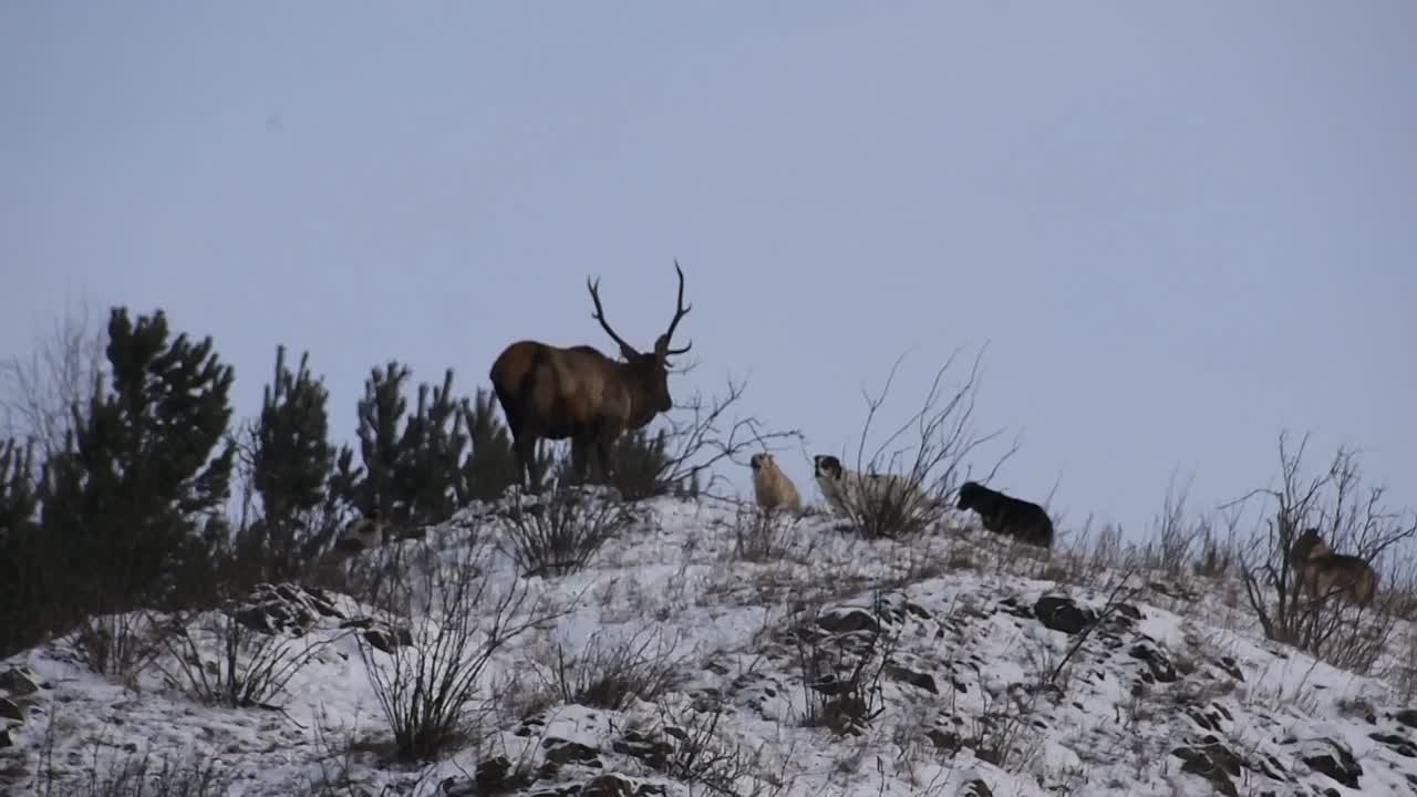 На «Красноярских Столбах» стая собак напала на маралов
