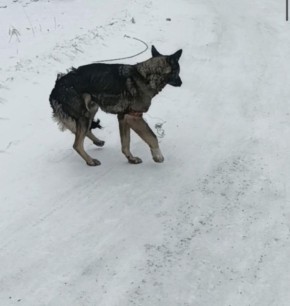 Собаке нужна помощь. «В Зыково на днях появились две собаки. У одной на лапе заячья петля – лапа сильно повреждена и перетянута. Если не помочь, то собака рискует потерять лапу совсем»