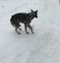 Собаке нужна помощь. «В Зыково на днях появились две собаки. У одной на лапе заячья петля – лапа сильно повреждена и перетянута. Если не помочь, то собака рискует потерять лапу совсем»