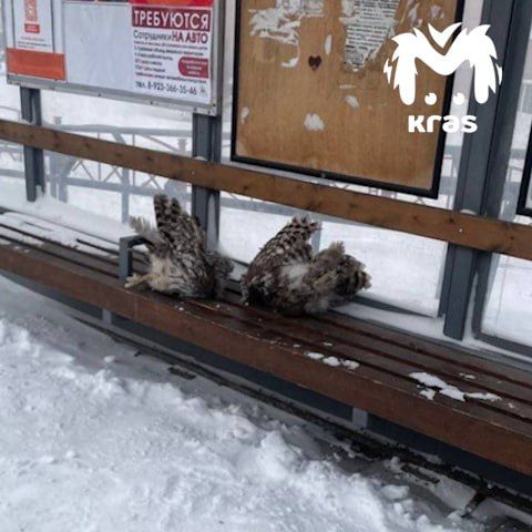 Двух обезглавленных сов нашли на остановке в Ачинске