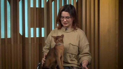 Самого красивого кота в мире представили в ТАСС