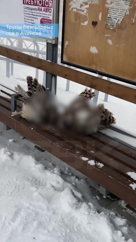 Двух безголовых сов обнаружили на автобусной остановке в Ачинске