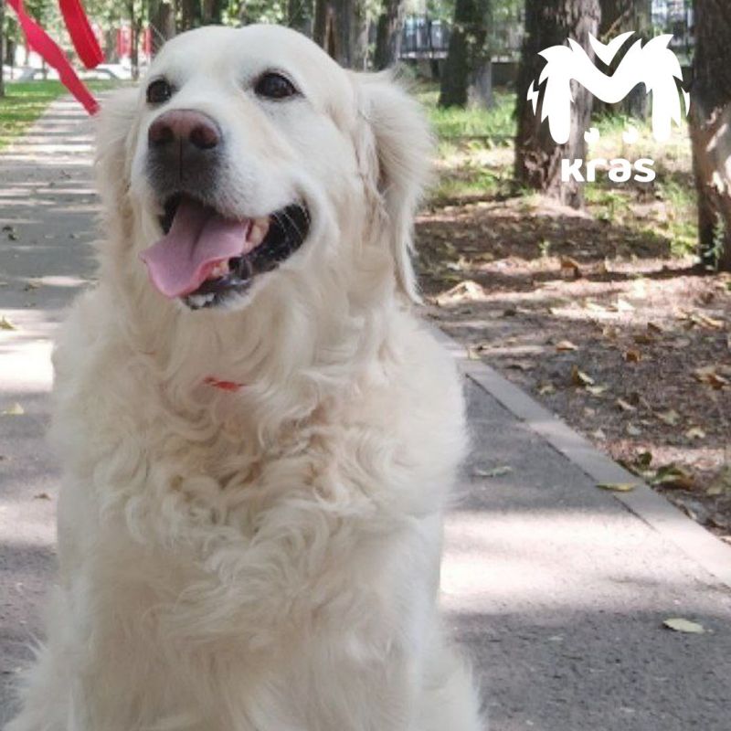 Собака погибла, спасая девочку из горящей квартиры в Ачинске