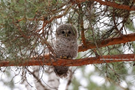 15 ������ - ���� �������� ���� � ������