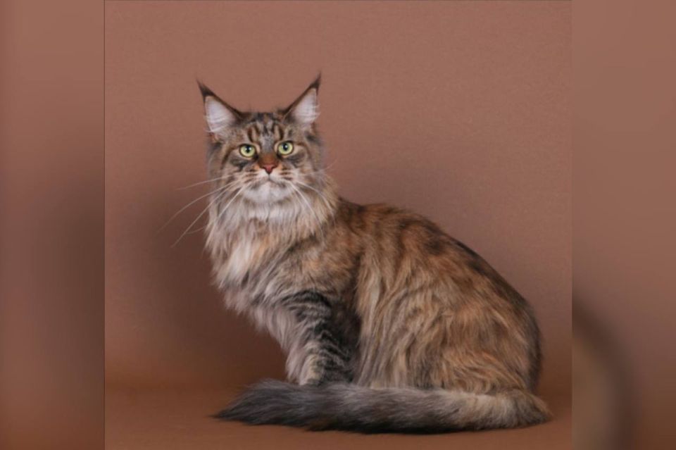 ������������ ����� �������� ���� �������� ������ ����� � �������� ����� �������� �����-���������