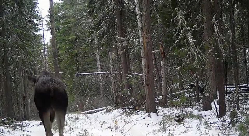 ����������� ����� ���� � �������� � ���������� �����������