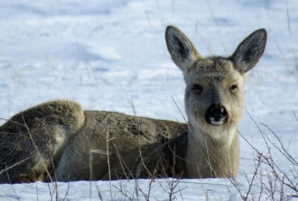 � ������������ ���� ������ ��������� ��������� ������