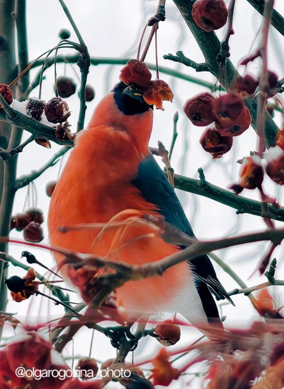 Снегирей много не бывает. «Мой внезапный Бёрдвотчинг в Солнечном