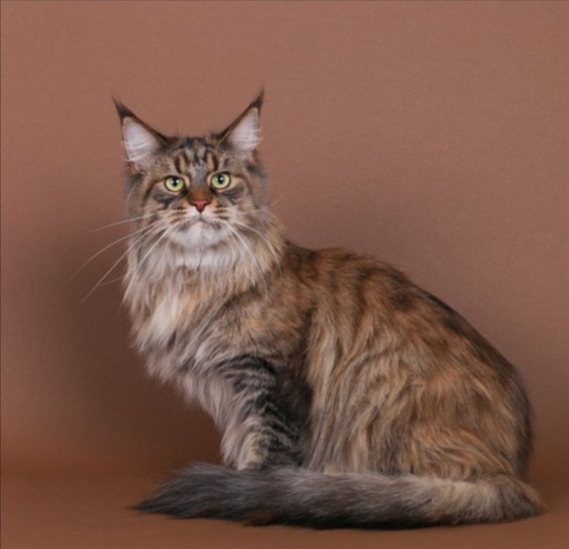 Мейн-куна из Красноярска признали лучшей кошкой-старожилом мира