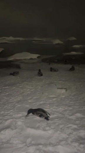 «Покормите братьев наших меньших»