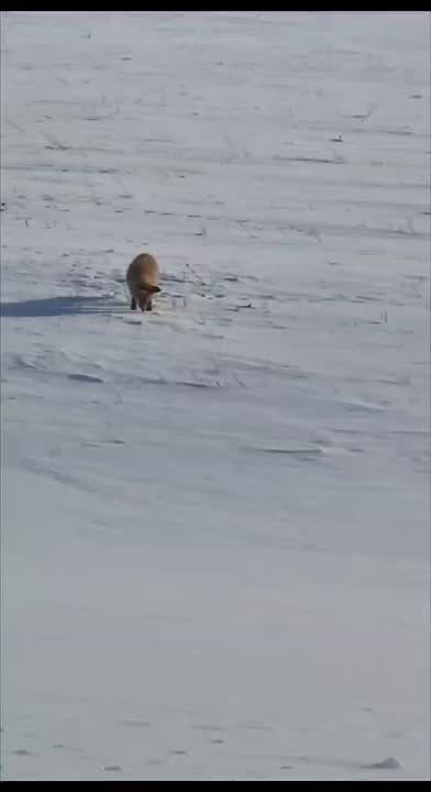 ����� �� ������: ���������� �������, ��� ������ ��������