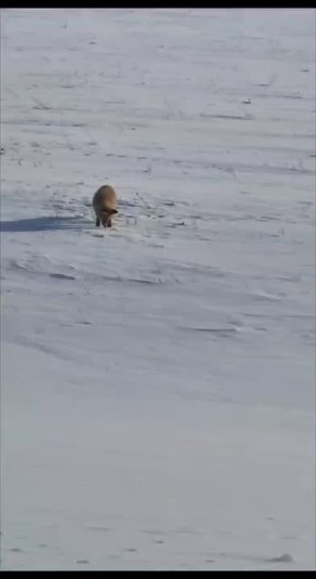 ����� �� ������: ���������� �������, ��� ������ ��������