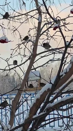 ������ �� 18 ������. ���