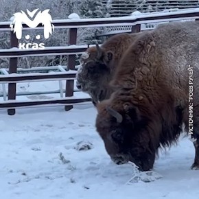 ������ �� "����� �����" ������ ����� �� �������