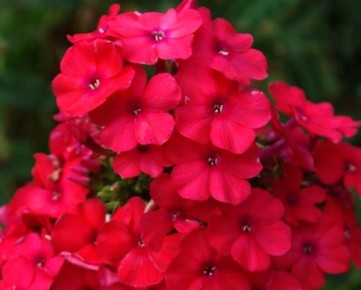 Флоксы: Цветочные облака, которые вдохновляют садами