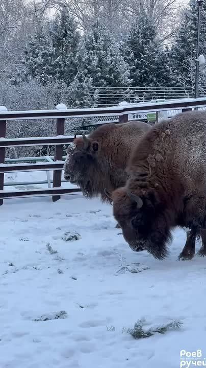 ���� ���� �������, ����� �������� ������ � ����, ������ � ������� � ������������ �������� �������