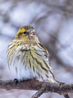 ����� �����������. ����: ����� ������������