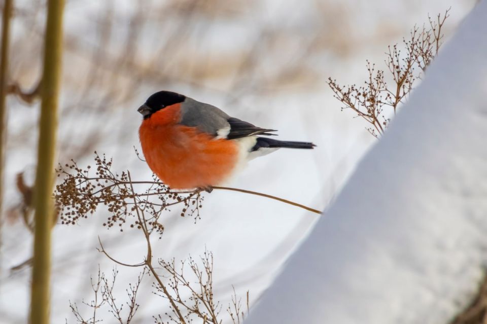 �������� �������. ����: �������� ������� ���